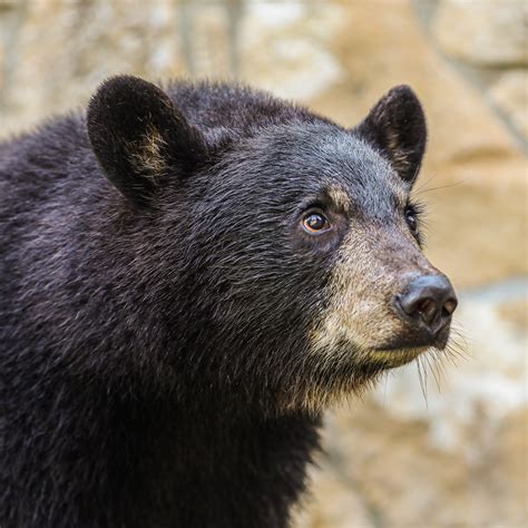 Indy, Belle prepare for first Baylor Homecoming - The Baylor Lariat