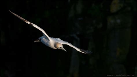 Northern Gannet | Focusing on Wildlife