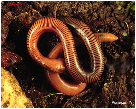 Melhores Especies De Minhoca Para Adubacao - Família da Minhoca – Mundo Ecologia