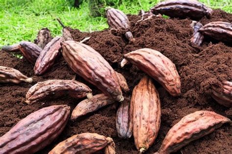 memanfaatkan limbah kulit buah kakao solusi pupuk organik ramah