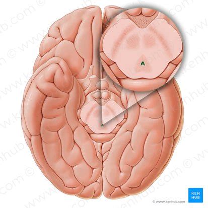 Cerebral aqueduct: Anatomy and function | Kenhub