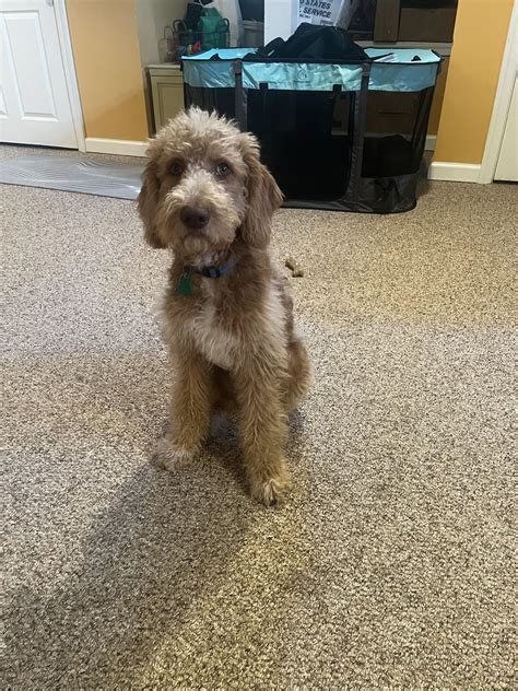 Labradoodle Full Grown Size Labradoodle Owner's Guide | Greencross