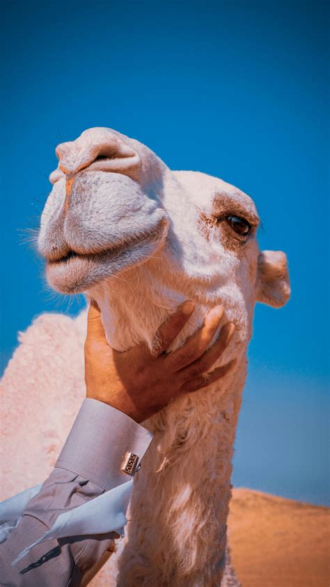 Camels on the Desert · Free Stock Photo