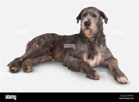 Irish Wolfhound, 21-month-old male dog, brindle Stock Photo - Alamy