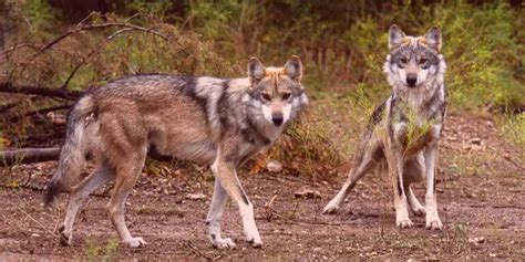 Wildlife Of Europe: Fascinating Species & Habitats