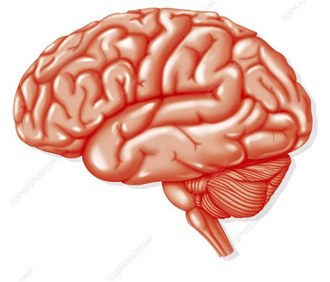 coma illustration stock image  science photo library