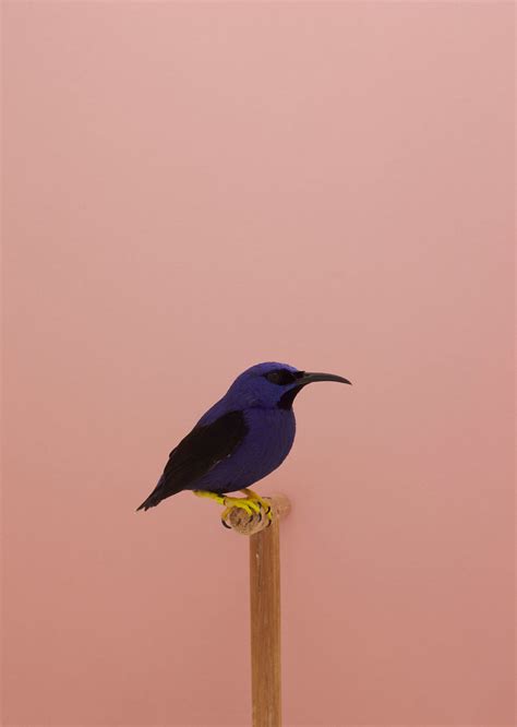 fubiz-luke-stephenson-birds-photography-03 – Fubiz Media