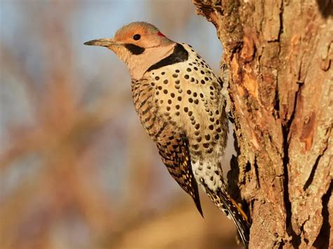 Woodpeckers in Virginia: 8 Types & Where To Find Them - BirdingHub