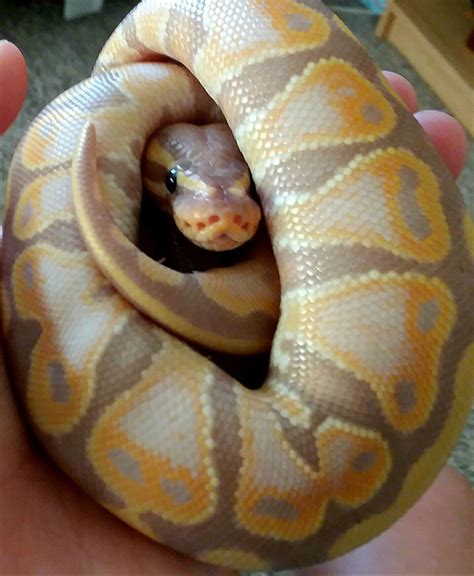 Ball Python Cute