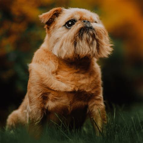 Брюссельский гриффон | Pet-Yes