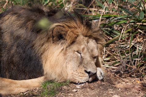 Zoos of the world | Flickr