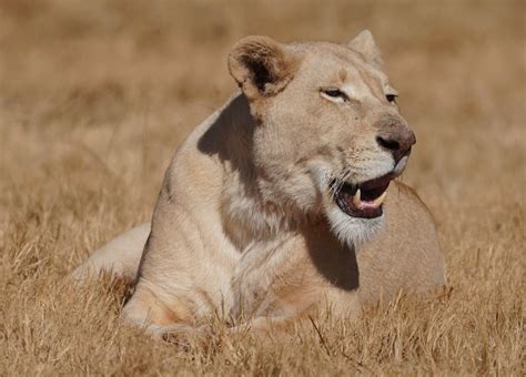 Brown Lioness on Brown Grass Field · Free Stock Photo