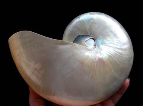 Nautilus pompilius-Nautilus large mother of Pearl shell-180 - Catawiki