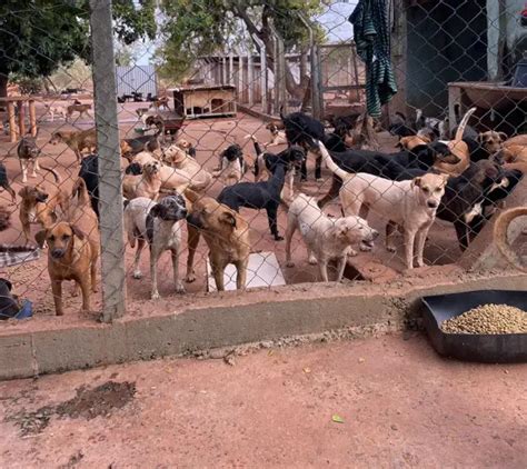 Instituição Que Cuida De Animais E Os Exibe - Mundo Animal: Juliette apoia ONG que cuida de mais de 600 cães e gatos ...