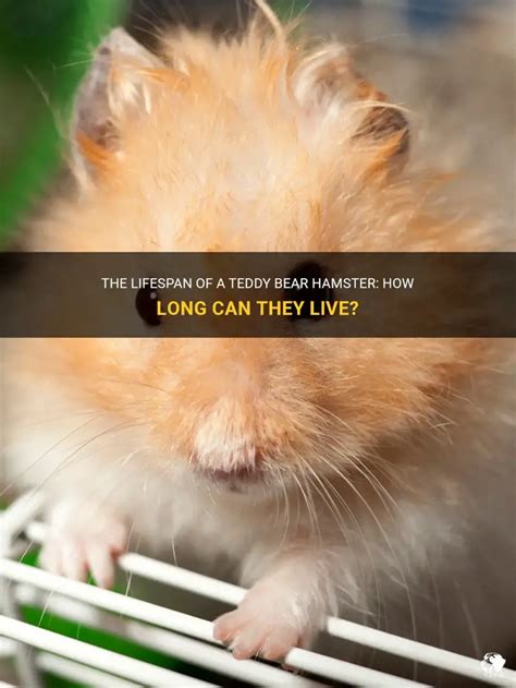 The Lifespan Of A Teddy Bear Hamster: How Long Can They Live? | PetShun