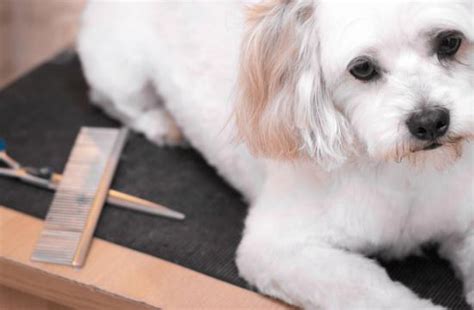 Animal Courses Direct | Courses | Ofqual Qualifications 