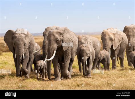 Africa elephant migration herds hi-res stock photography and images - Alamy