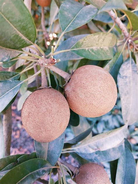 Chico Manilkara Zapota Sapota Sapodilla Fruit on Tree Food Sapoche ...