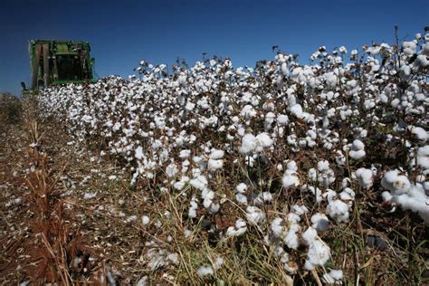 Cotton Harvest editorial photo. Image of agricultural - 53818771