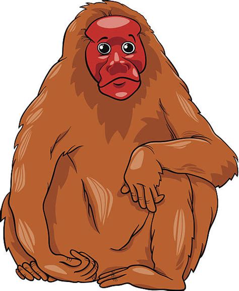 Best Uakari Illustrations, Royalty-Free Vector Graphics & Clip Art - iStock