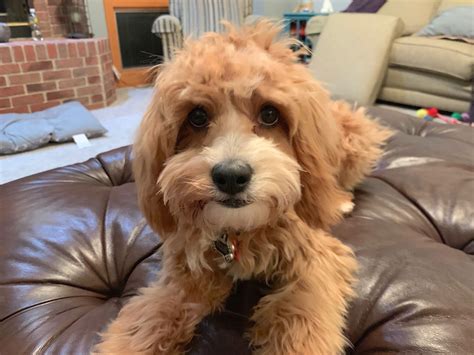 Cavapoo Puppy Wallpapers - 4k, HD Cavapoo Puppy Backgrounds on WallpaperBat