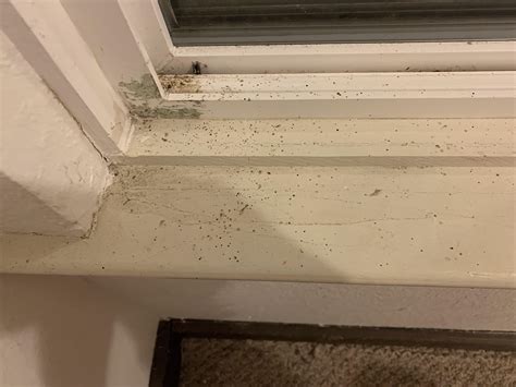 Could these brown spots be evidence of bed bugs? : r/Bedbugs
