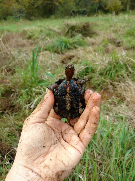 Bog Turtle Survey & Radio Telemetry with MD DNR / USFWS - Susquehannock