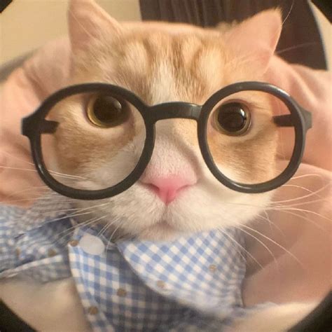 pin  sketsa seni cat memes cat icon cat aesthetic