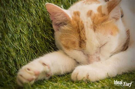 Best Artificial Grass for Cats [& Kittens] in 2020 & Beyond!