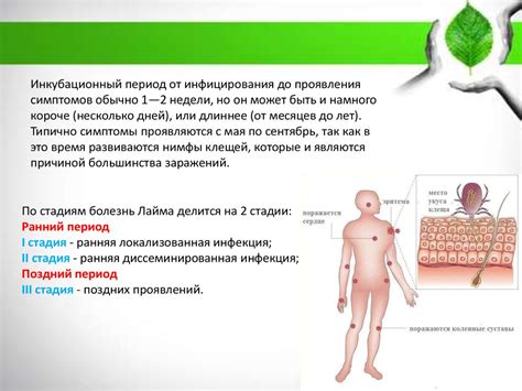 Болезнь Лайма - презентация онлайн