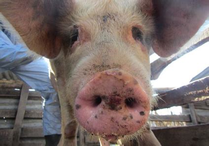 Foot-and-mouth disease is a threat that demands more action for ...
