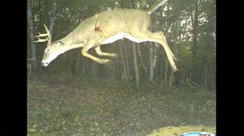 Craziest Trail Cam Pictures Ever Captured - YouTube
