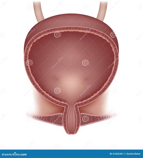 Urethra Woman Anatomy