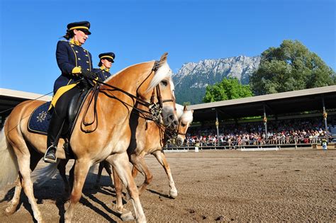 Haflinger Shows