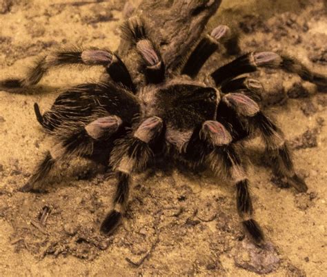 🕷 Павуки 🕷 види та назви, фото, опис, відео • NRV UA