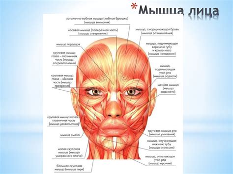 Моделирование овала лица - презентация онлайн