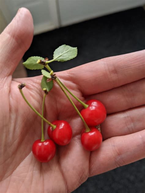 I planted two cherry trees 3 years ago. Today I got the first cherries