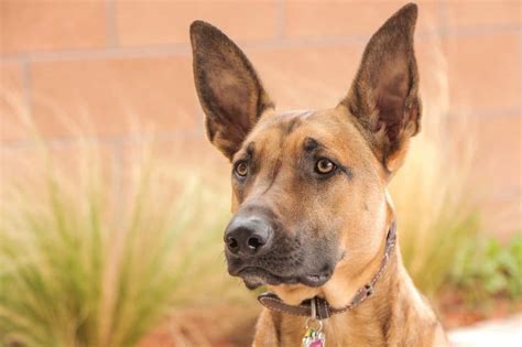 belgian malinois smart heres