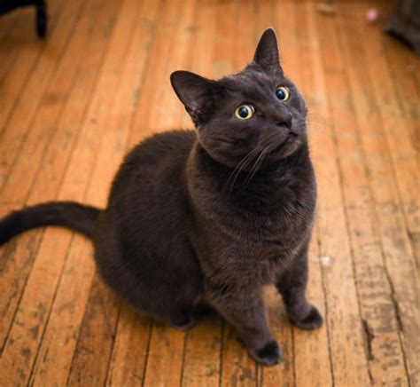 Drake | Toronto Pet Sitters