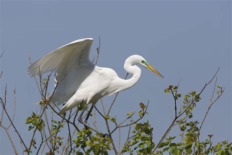 Mangroves: A Coastal Savior?