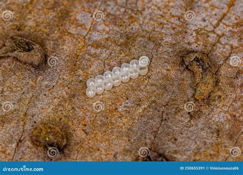 Small Stink Bug Eggs stock image. Image of macro, natural - 250655391