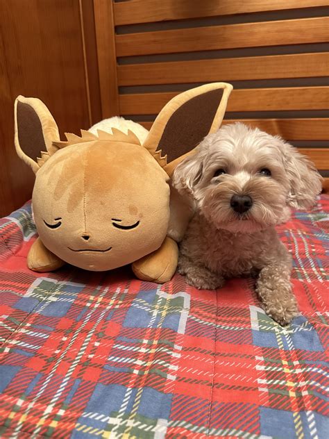 Eevee i got for christmas : r/pokeplush