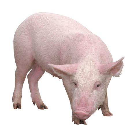 large white pig  large white pig stock  high res pictures