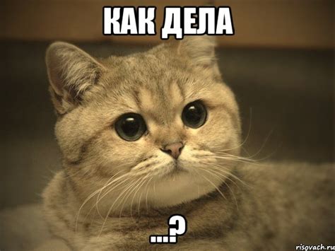 как дела ...?, Мем Пидрила ебаная котик - Рисовач .Ру