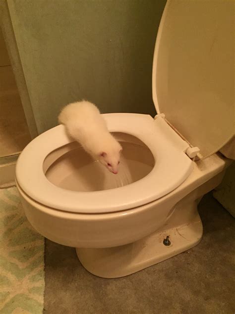 how big can ferrets get 2