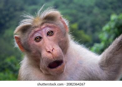 afbeeldingen voor monkey straight face afbeeldingen stockfotos
