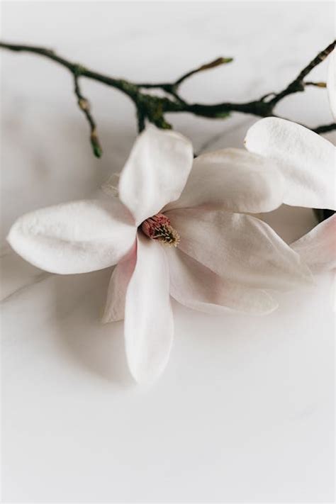 Twig of delicate white Magnolia on table · Free Stock Photo