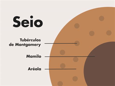 Como Se Escreve Seios - 9 tipos de seios - Descubra qual é o seu l Dream Plastic