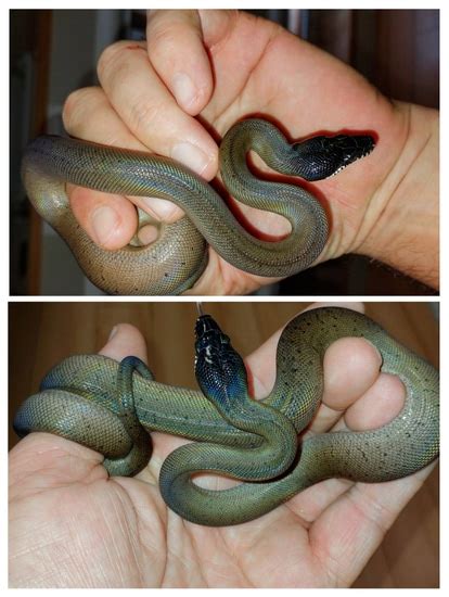 leiopython albertisii white lipped python  diyan atanasov