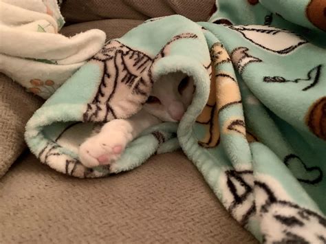 She cried until I lifted up my blanket for her to get under, then stuck